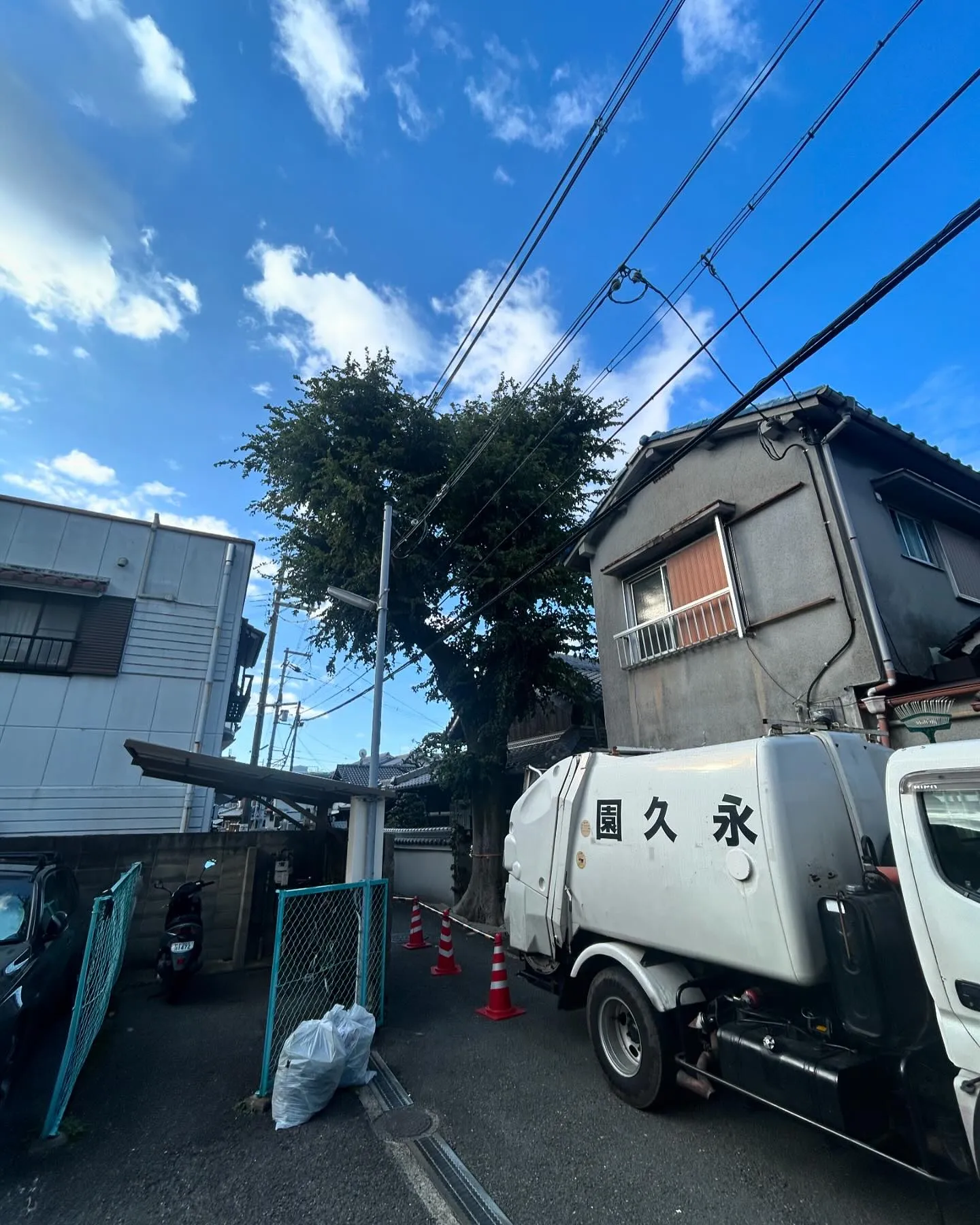 ムクノキ剪定